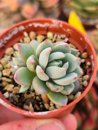 Echeveria Chihuahuensis