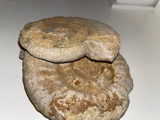 Fósil Ammonite Auténtico