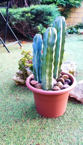 Cactus Garambullo en maceta