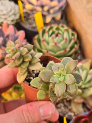 Graptosedum Bronze (?)