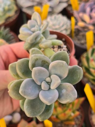 Graptoveria Ellen