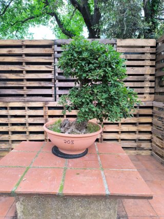 bonsai de roble (gran porte)