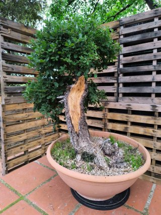 bonsai de roble (gran porte)