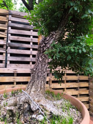 bonsai de roble (gran porte)