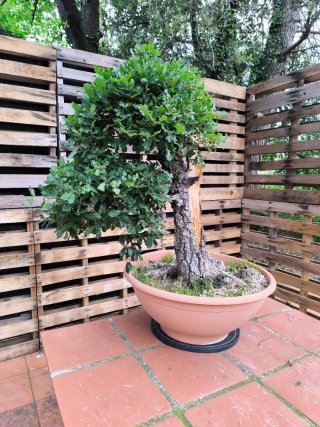 bonsai de roble (gran porte)