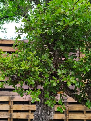 bonsai de roble