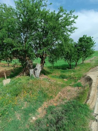 Desbroce de parcelas