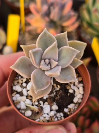 Graptopetalum Paraguayense