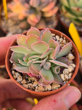 Echeveria Pink Trumpet