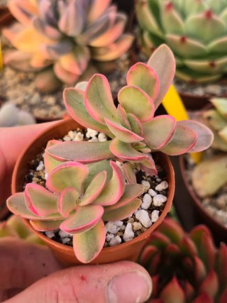 Crassula Money Maker Variegata
