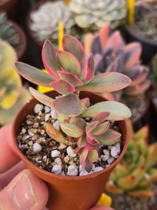 Crassula Money Maker Variegata