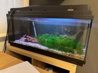 Acuario completo con plantas. 80 litros