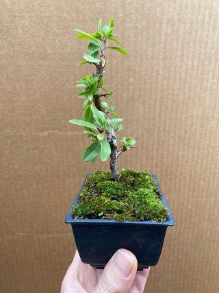 Mini Bonsai Pyracantha
