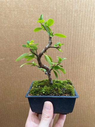 Mini Bonsai Pyracantha