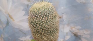 Gymnocalycium Horstii y Mammillaria