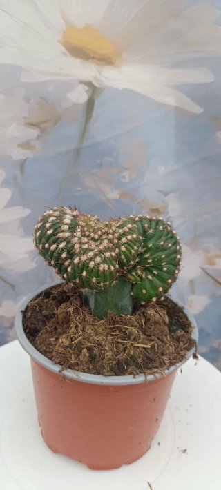 Cactus Crestado Injertado (Posible Notocactus)