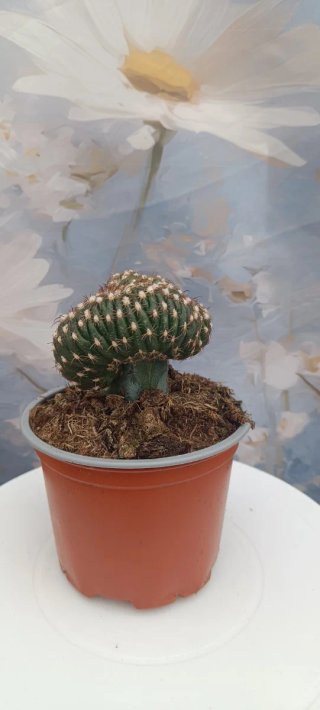 Cactus Crestado Injertado (Posible Notocactus)