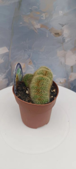 Cactus Crestado