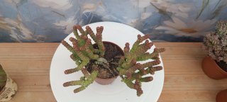 Crassula Marnieriana Collar de Bebé