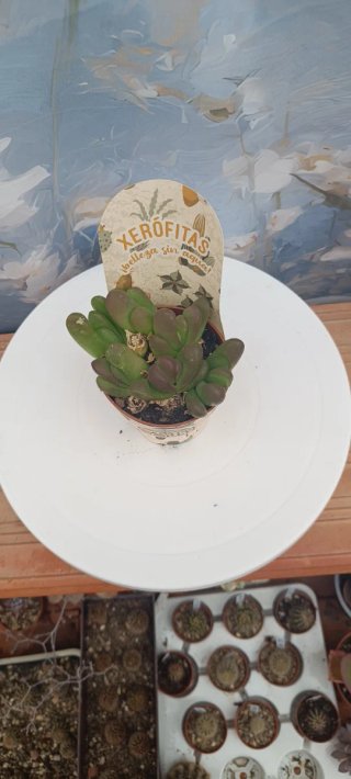 Planta suculenta Glottiphyllum