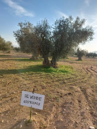 Olivas