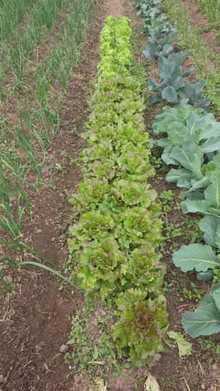 Alquiler de huerto ecológico