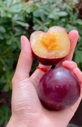 Busco personal para la recogida de fruta