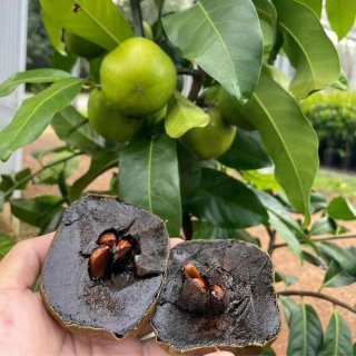 10 Semillas  zapote negro (Diospyros nigra) Fresca