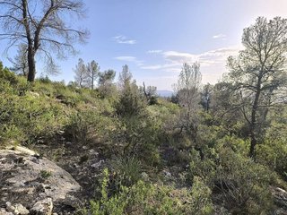Terreno en venta en Yecla
