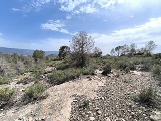 Terreno en venta en Yecla