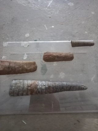 Fósiles Orthoceras