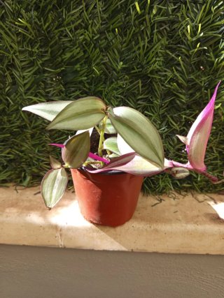 Planta Zebra
