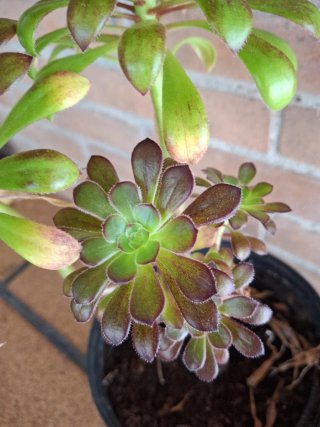 Aeonium arboreum