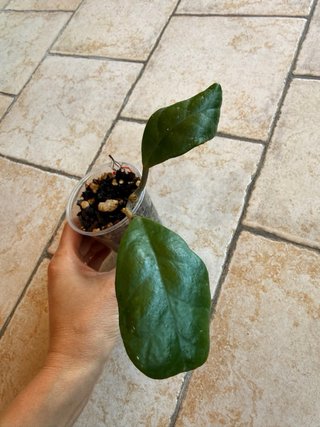 Hoya Excavata 18€