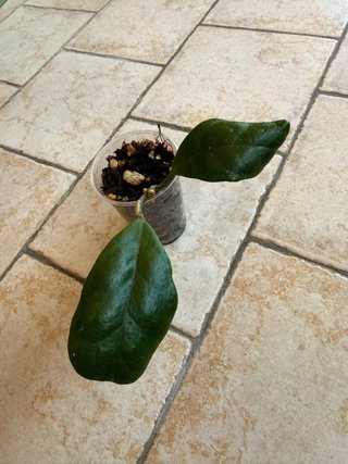 Hoya Excavata 18€