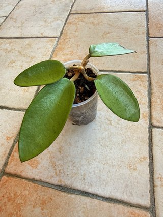 Hoya Silver Dollar 35€