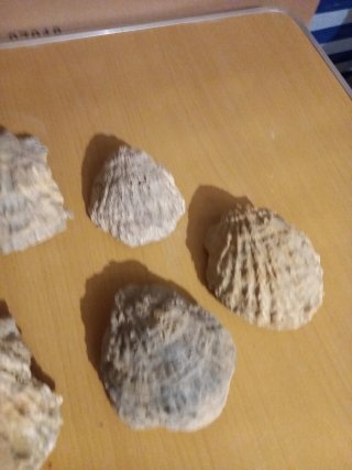 Ostreas Edulis