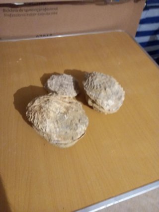 Ostreas Edulis
