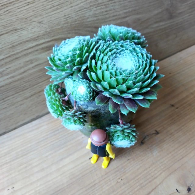 "SIEMPREVIVA TELARAÑAS" Planta Suculenta