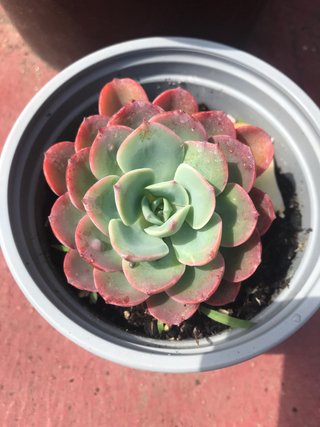 Echeveria Raidros Suculenta
