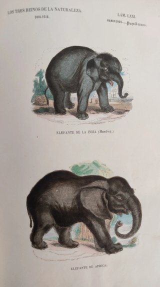 Libro antiguo grabados