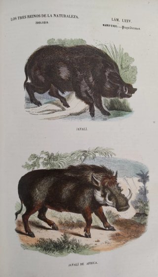 Libro antiguo grabados