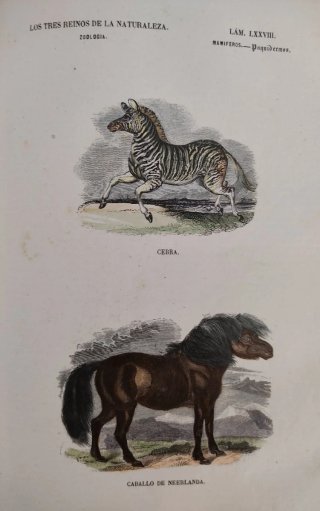 Libro antiguo grabados