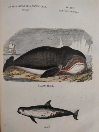 Libro antiguo grabados