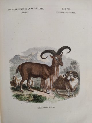 Libro antiguo grabados