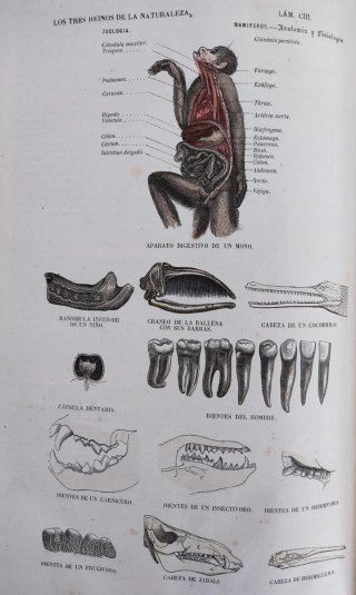 Libro antiguo grabados