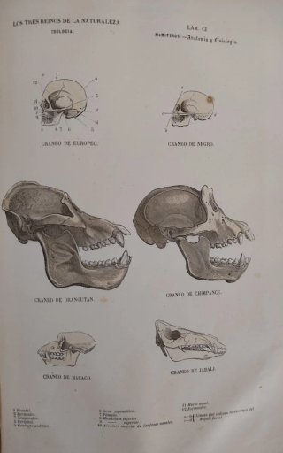 Libro antiguo grabados