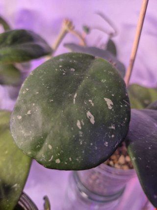 Hoya obovata