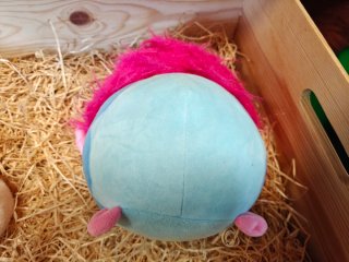 Peluches