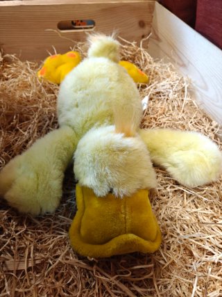 Peluches